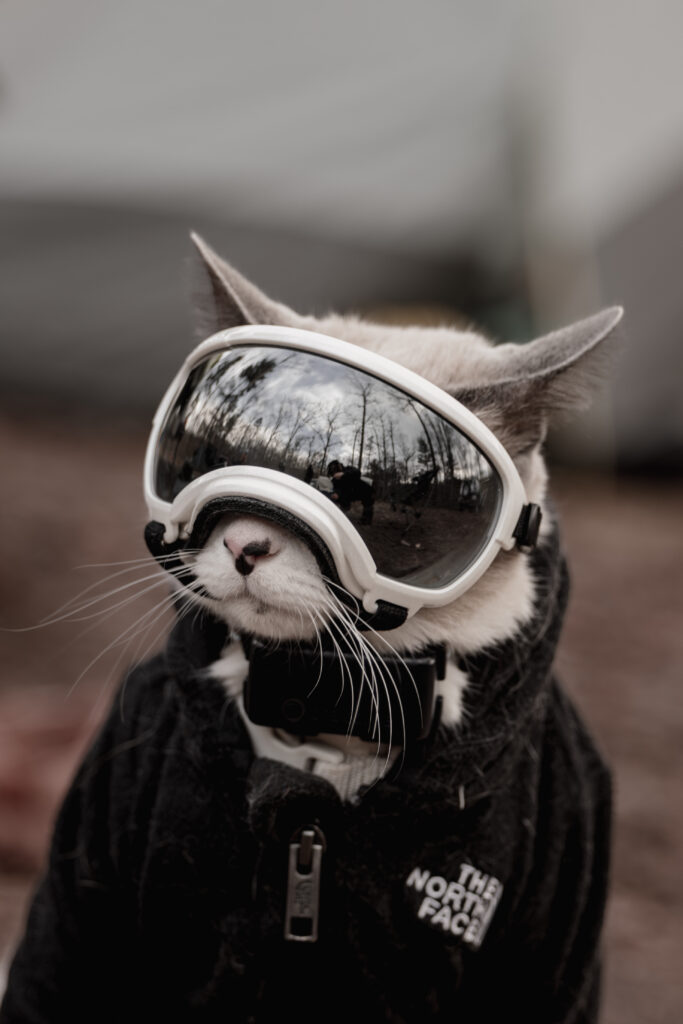 Snowshoe cat in Rex Specs Goggles and North Face Jacket.