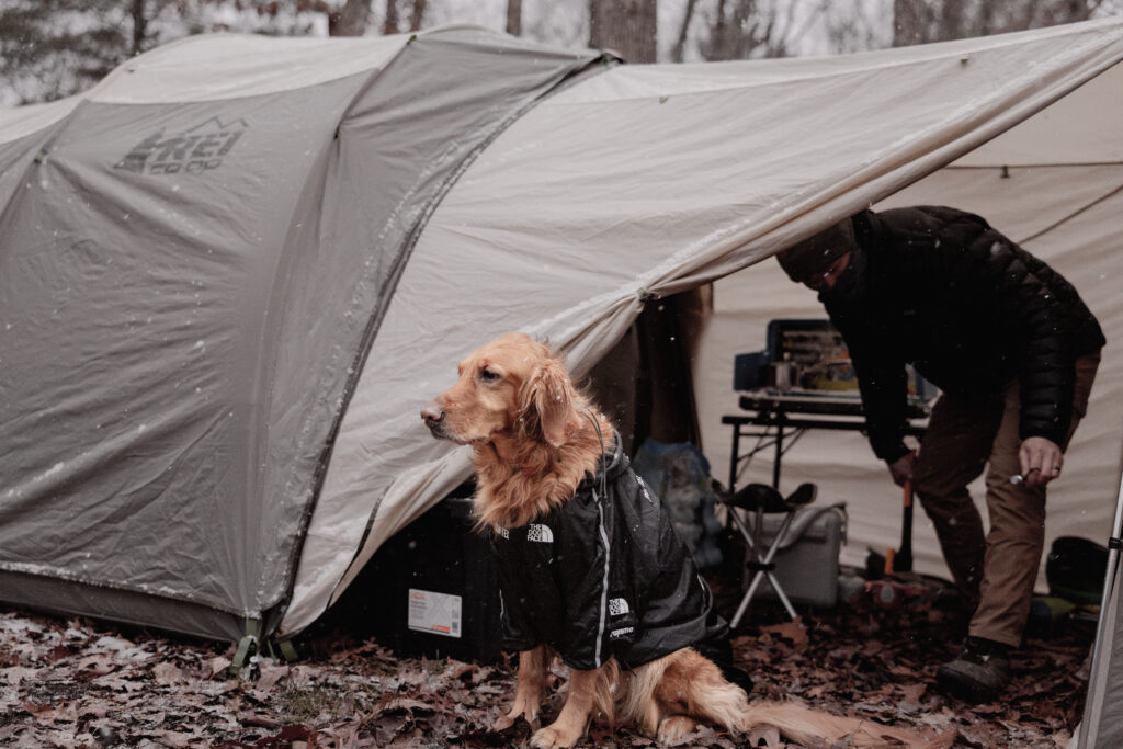 Golden Retriever dog sitting outside a tent while owner Is organizing the tent inside. 