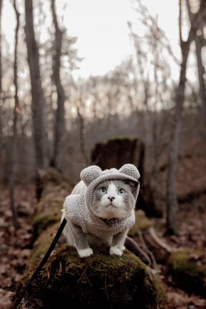  Snowshoe Cat sitting on log wearing a sweater with bear ears on hoody