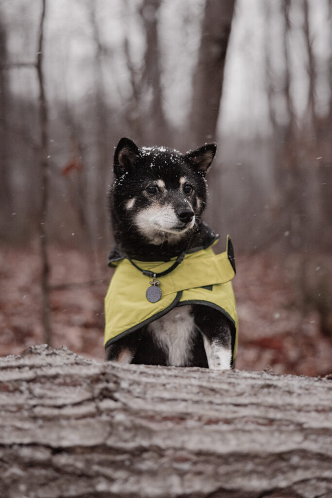 Shiba Inu in jacket in snow.