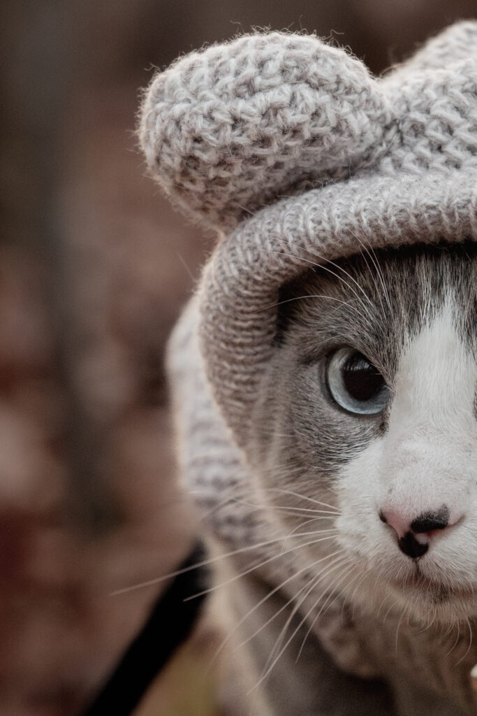 Snowshoe Cat close up of right eye and nose with spots wearing a sweater with bear ears on hoody.