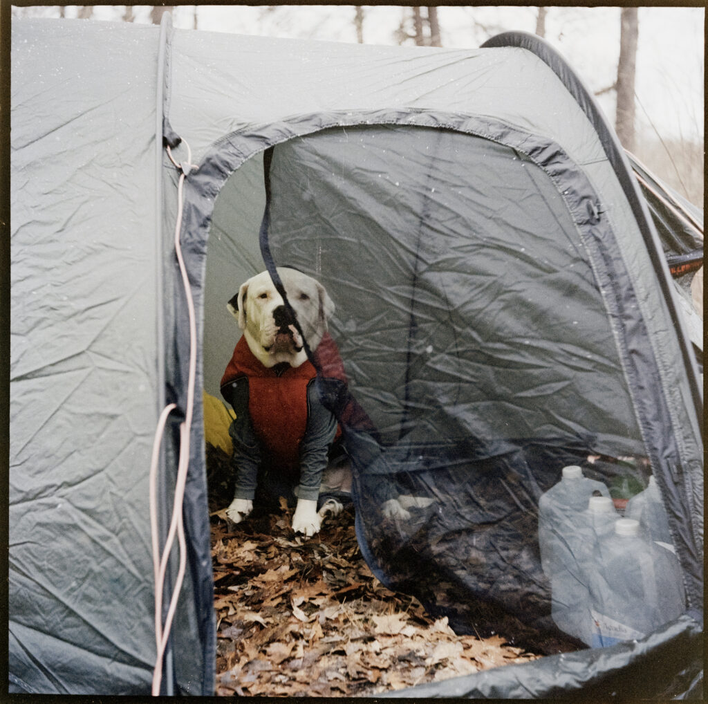 Dog sitting inside tent smiling.