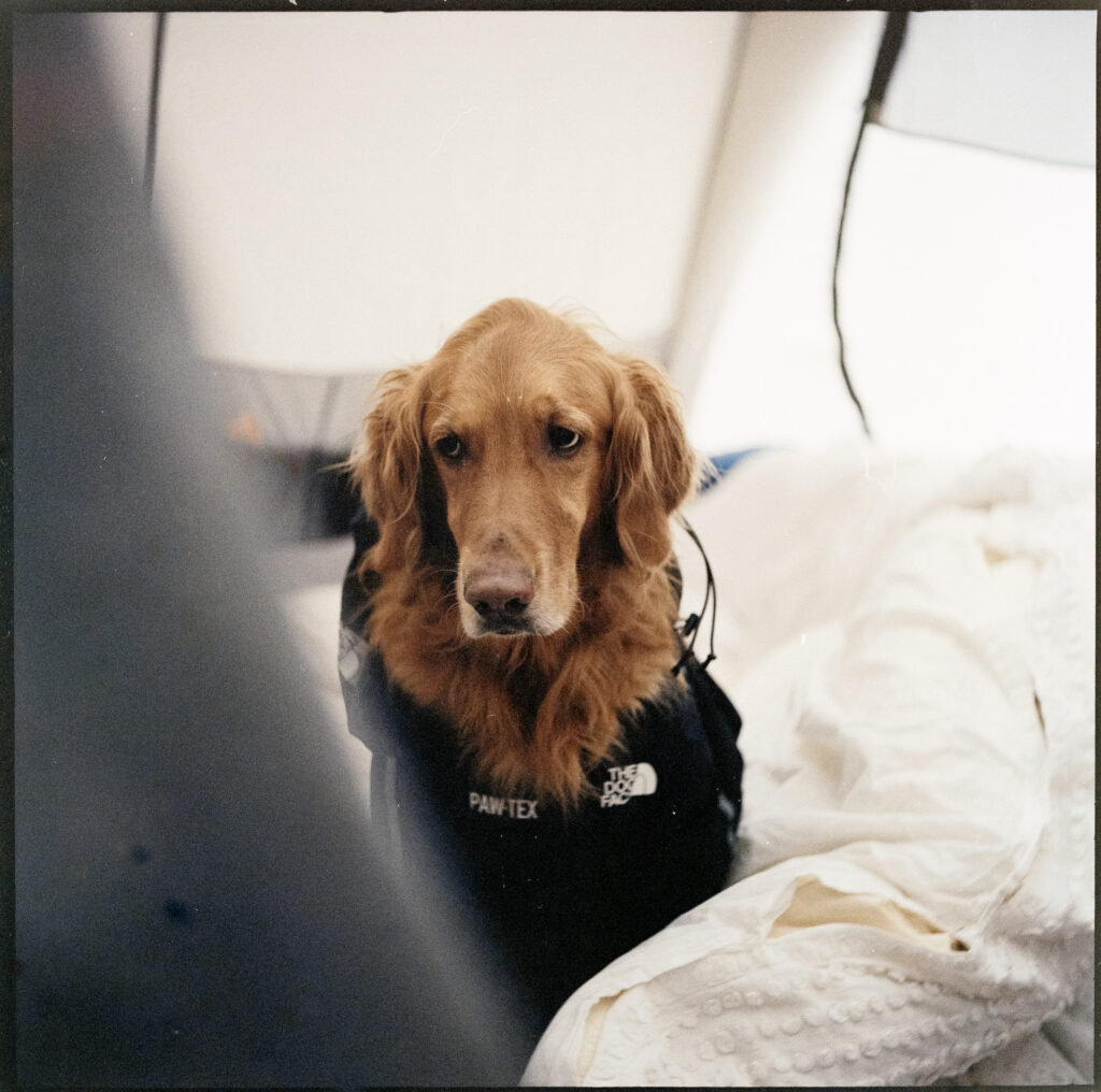 Golden retriever siting inside tent in blankets.