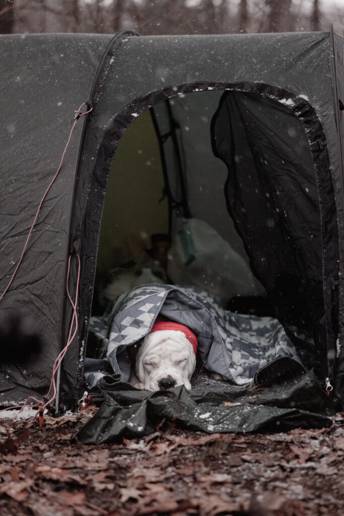 Big white dog bundled up in doorway of tent camping while snowing.