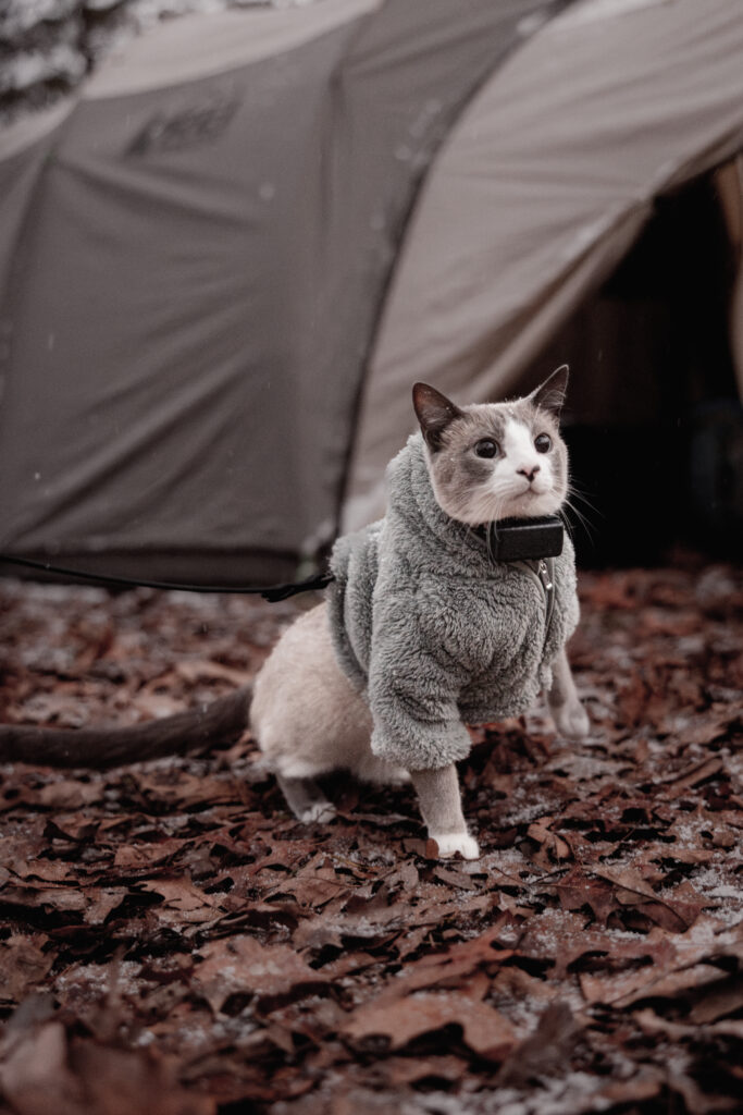 Cat in fuzzy jacket in snow camping.