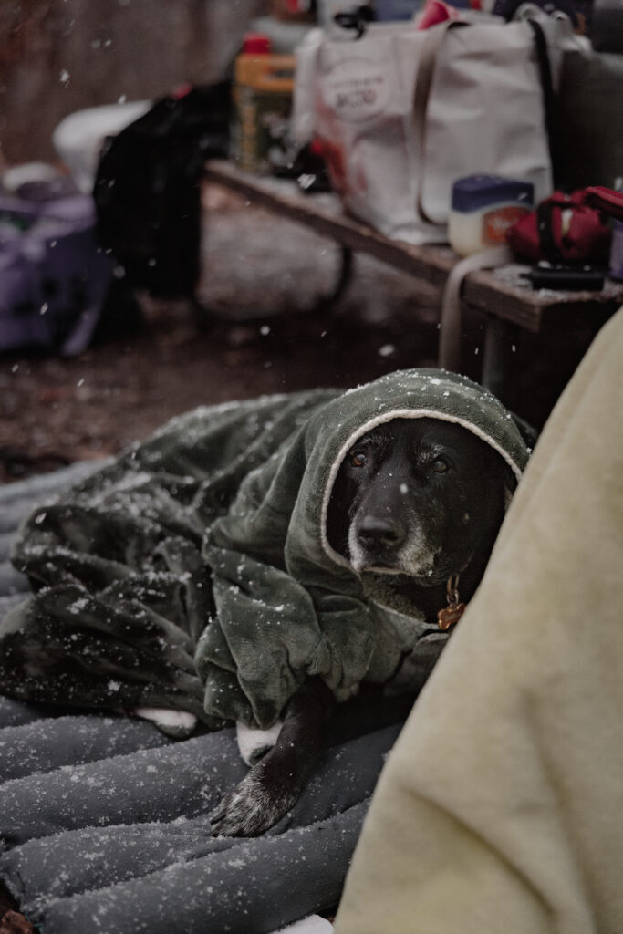 black dog bundled up in blanket in snow.