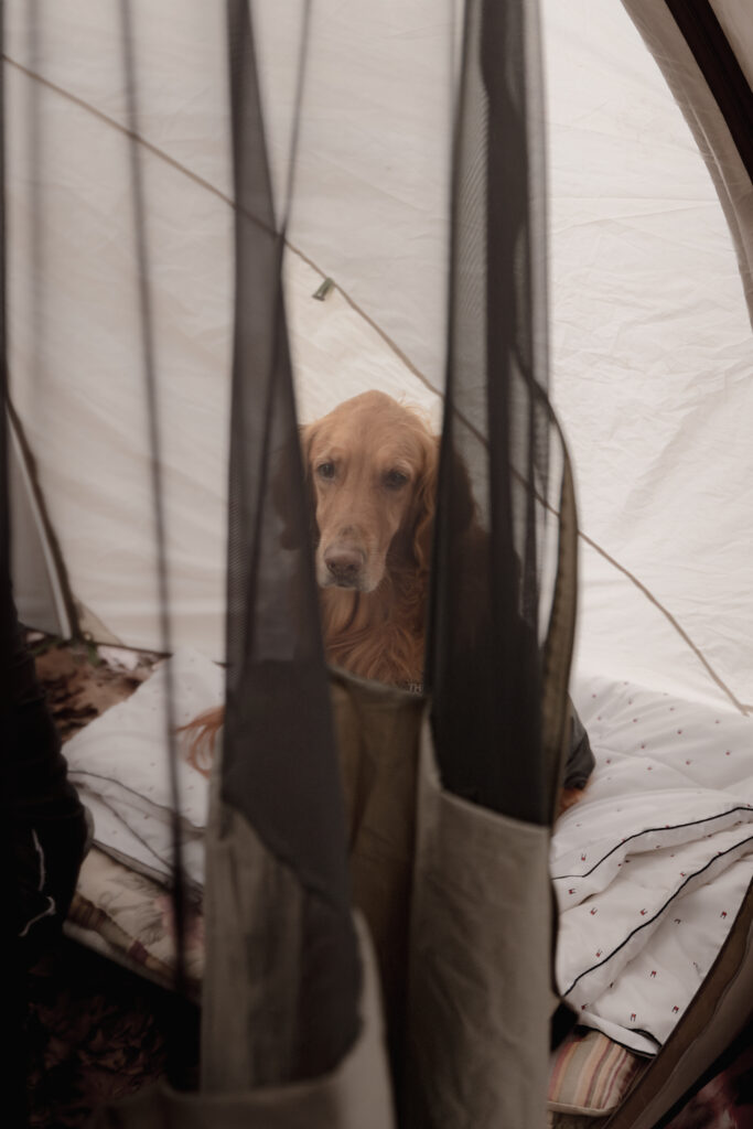 Golden Retriever sitting inside tent behind netting.