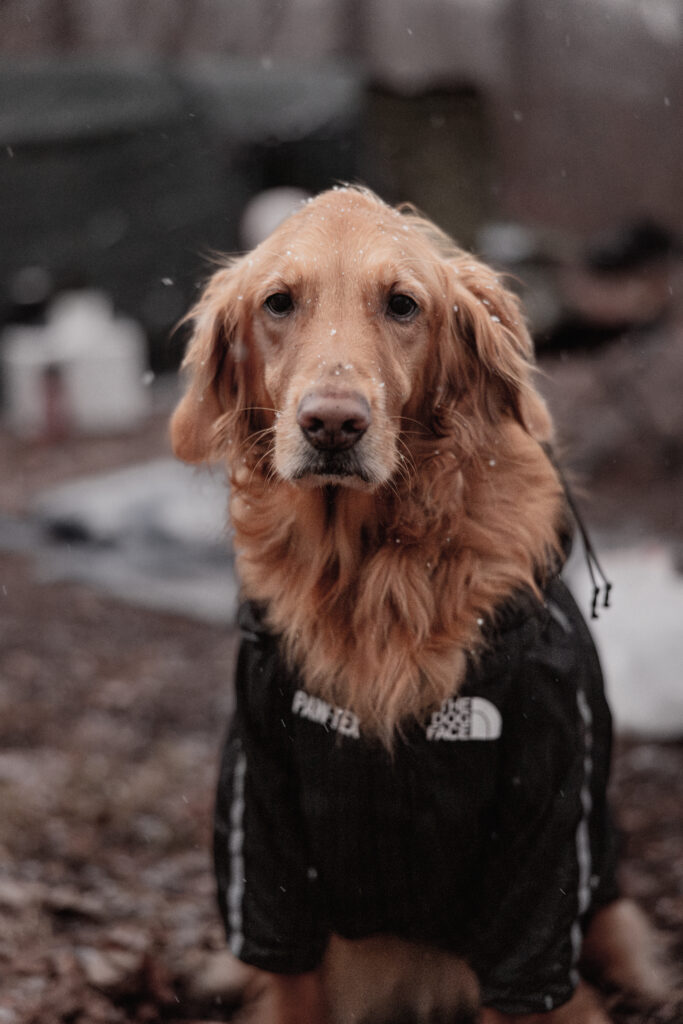 Golden Retriever in Snow